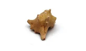 Murex ternispina var verbeeki