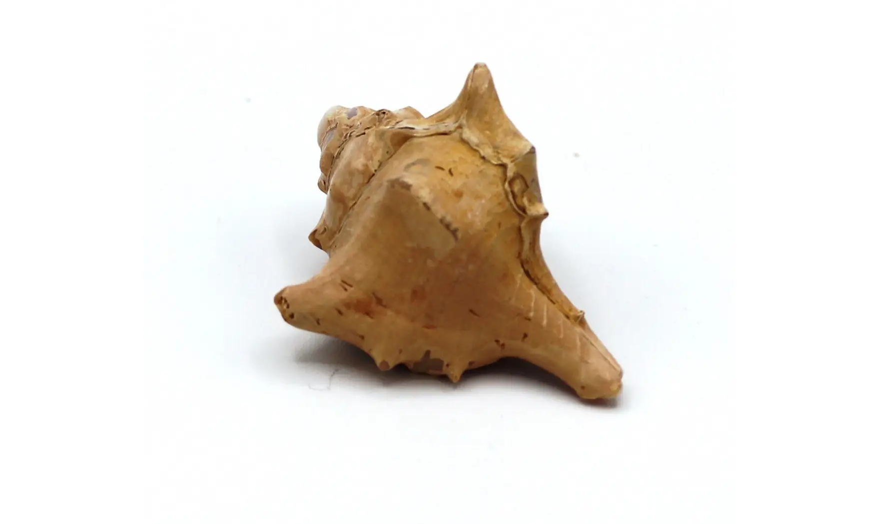 Murex ternispina var verbeeki
