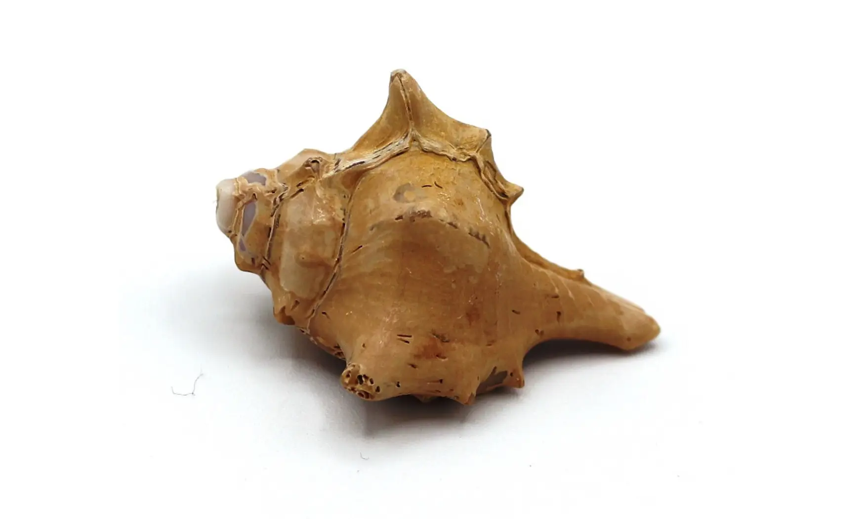 Murex ternispina var verbeeki