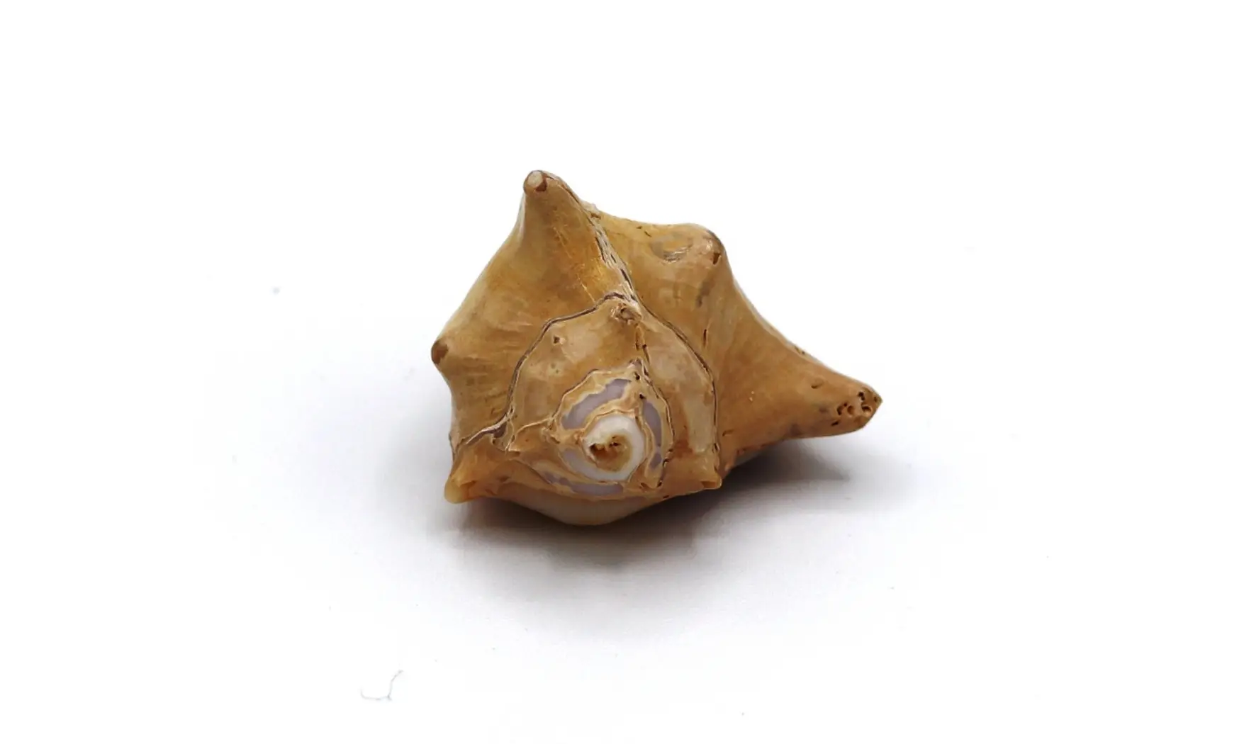 Murex ternispina var verbeeki