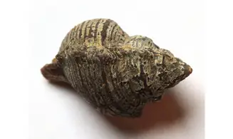 RANELLA NOBILIS