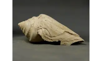 Conus socialis