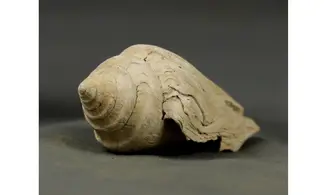 Conus socialis