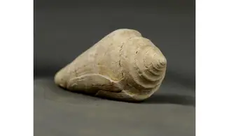 Conus socialis