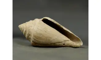 Conus socialis