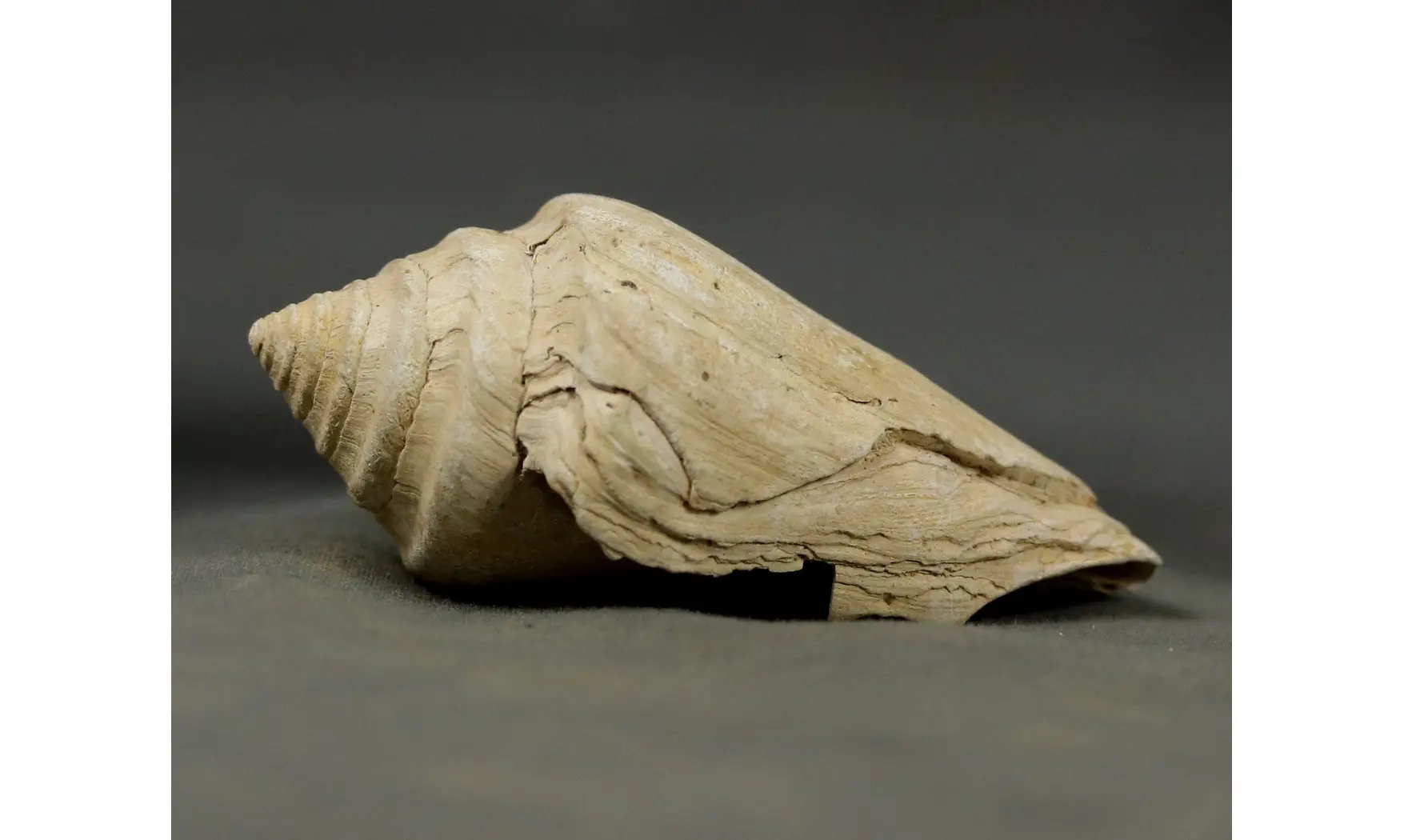 Conus socialis
