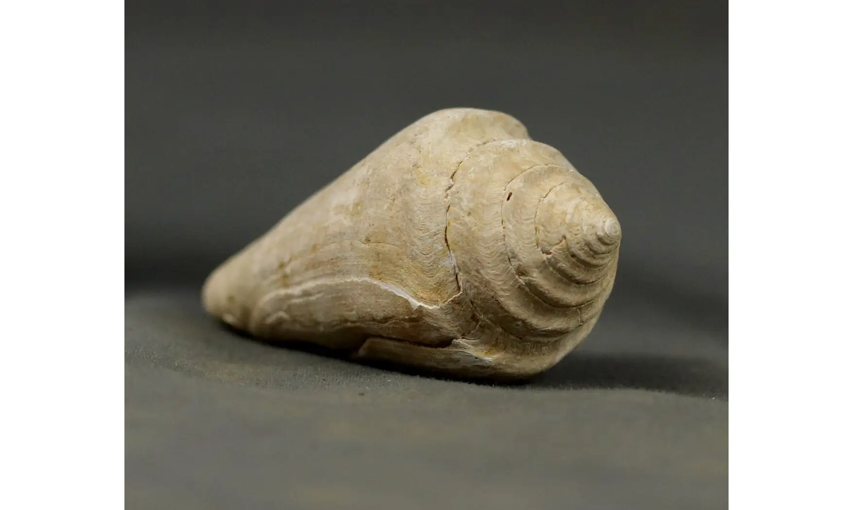Conus socialis