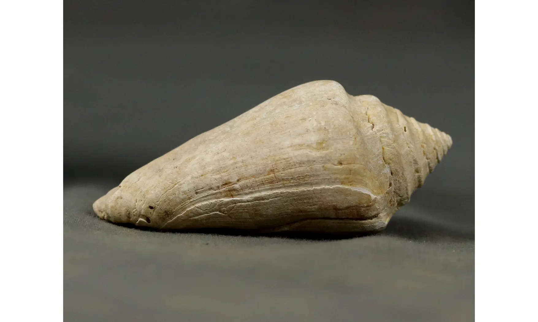 Conus socialis