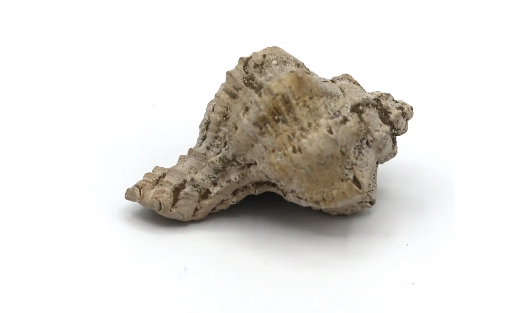 Chicoreus longanensis