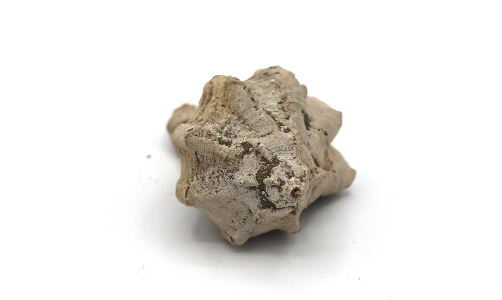 Chicoreus longanensis