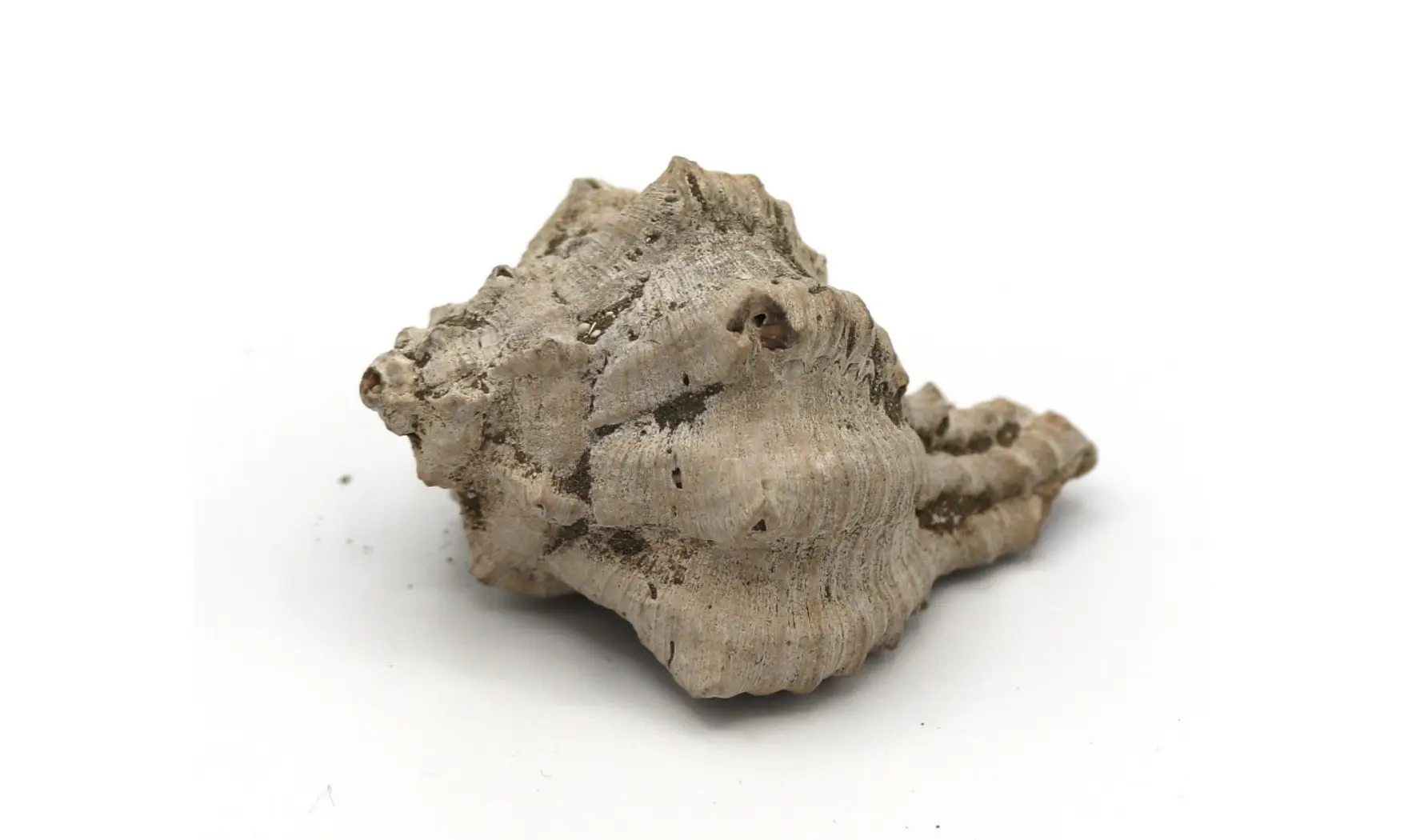 Chicoreus longanensis