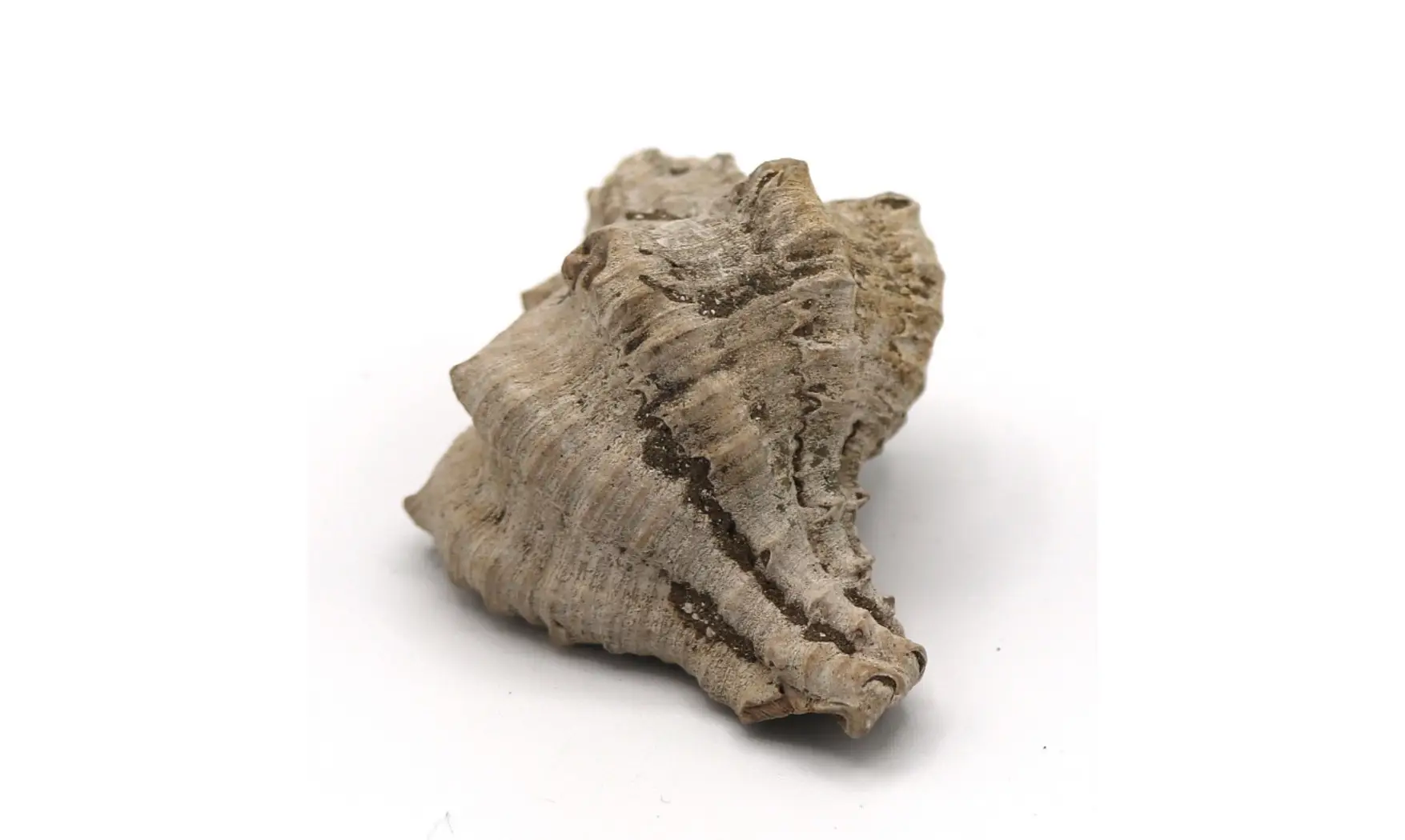 Chicoreus longanensis