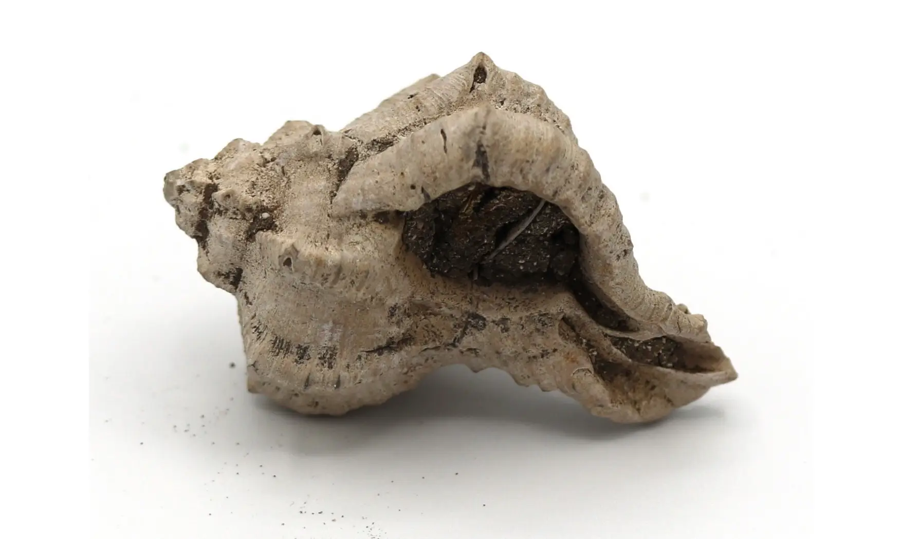 Chicoreus longanensis