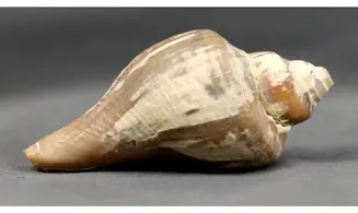 Siphonalia dentifera