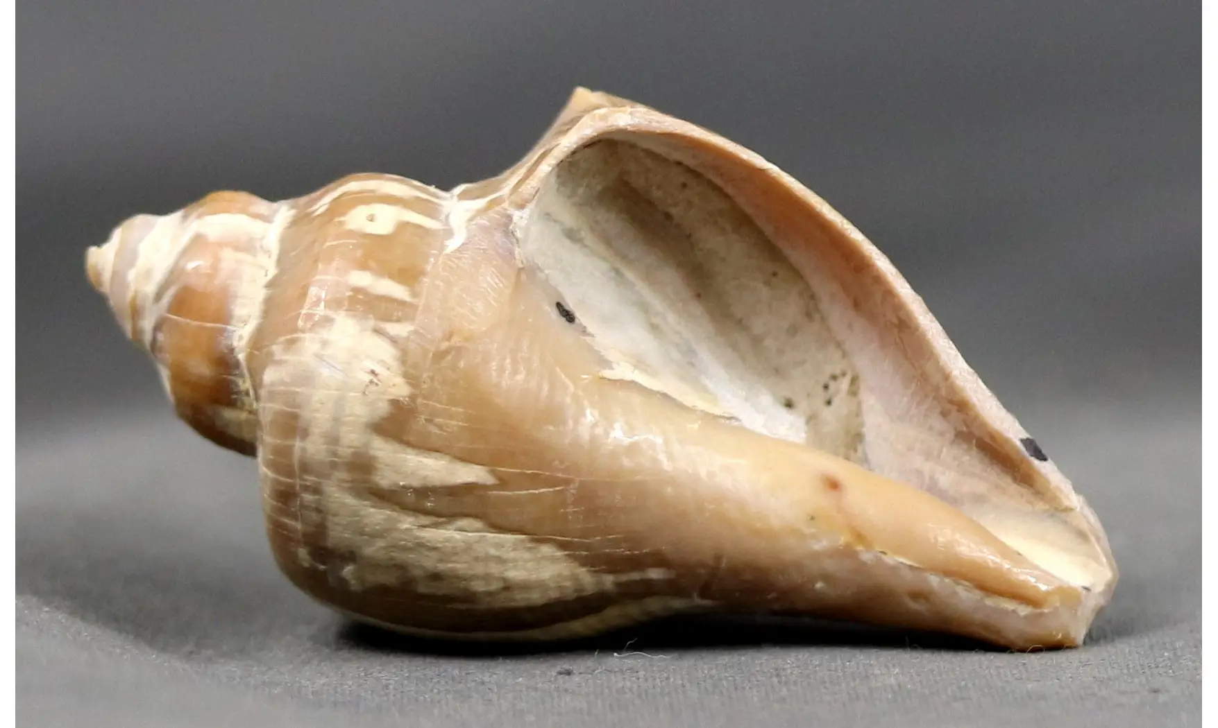Siphonalia dentifera