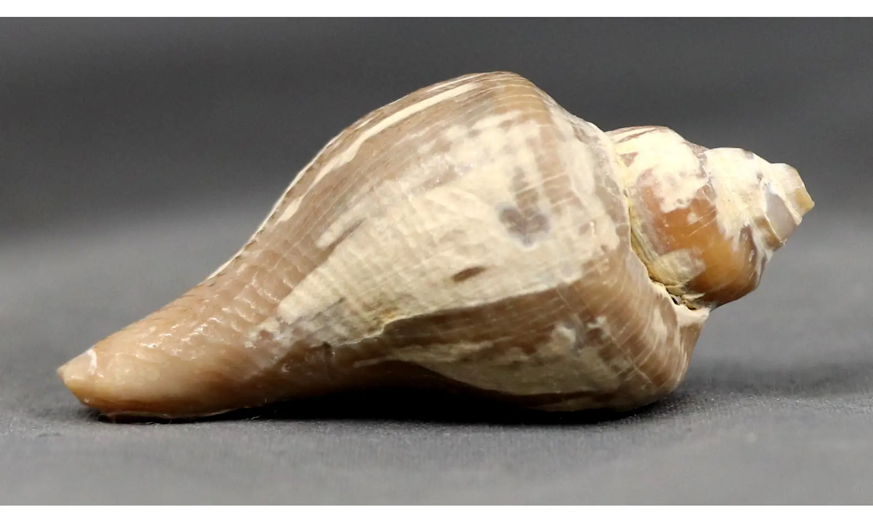 Siphonalia dentifera