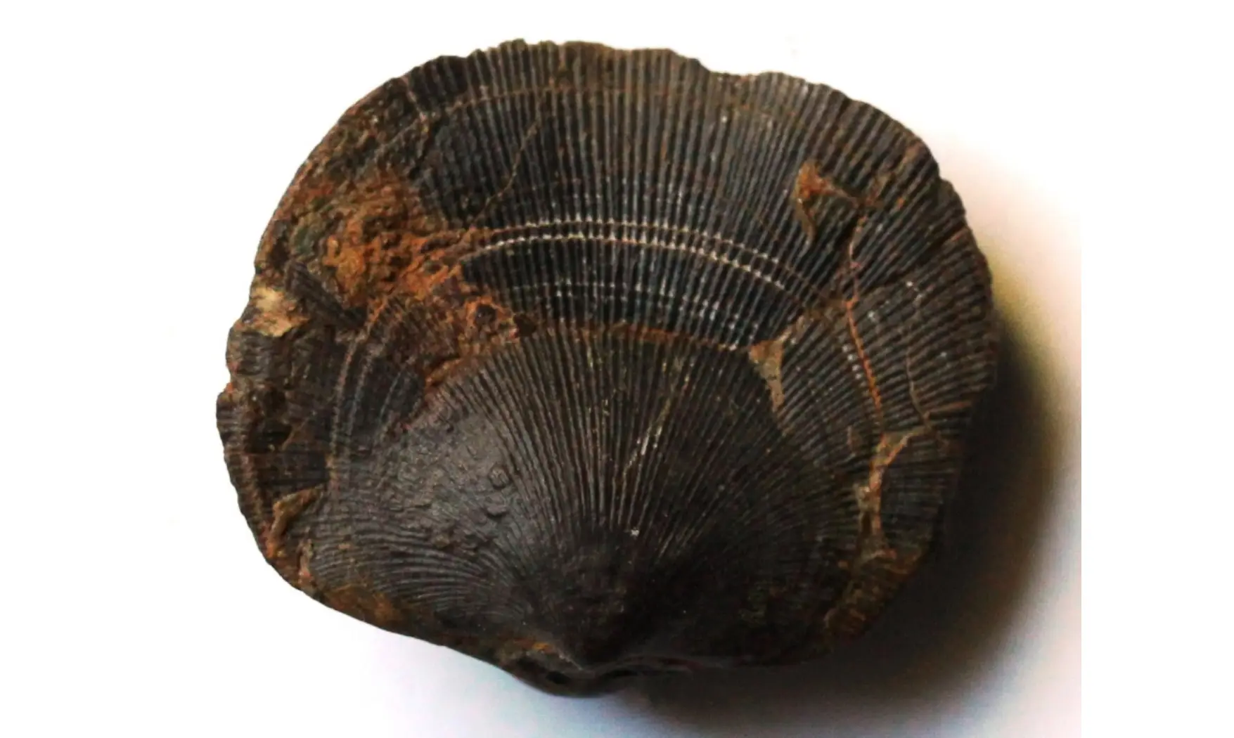 DESQUAMATIA SUBZONATA