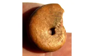 PRONORITES URALENSIS ammonite for sale