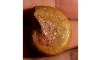 PRONORITES URALENSIS ammonite for sale