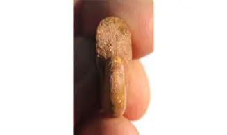 PRONORITES URALENSIS ammonite for sale