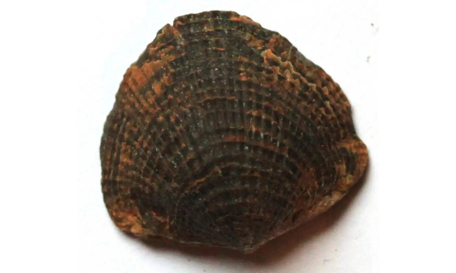 SPINATRYPA ASPERA