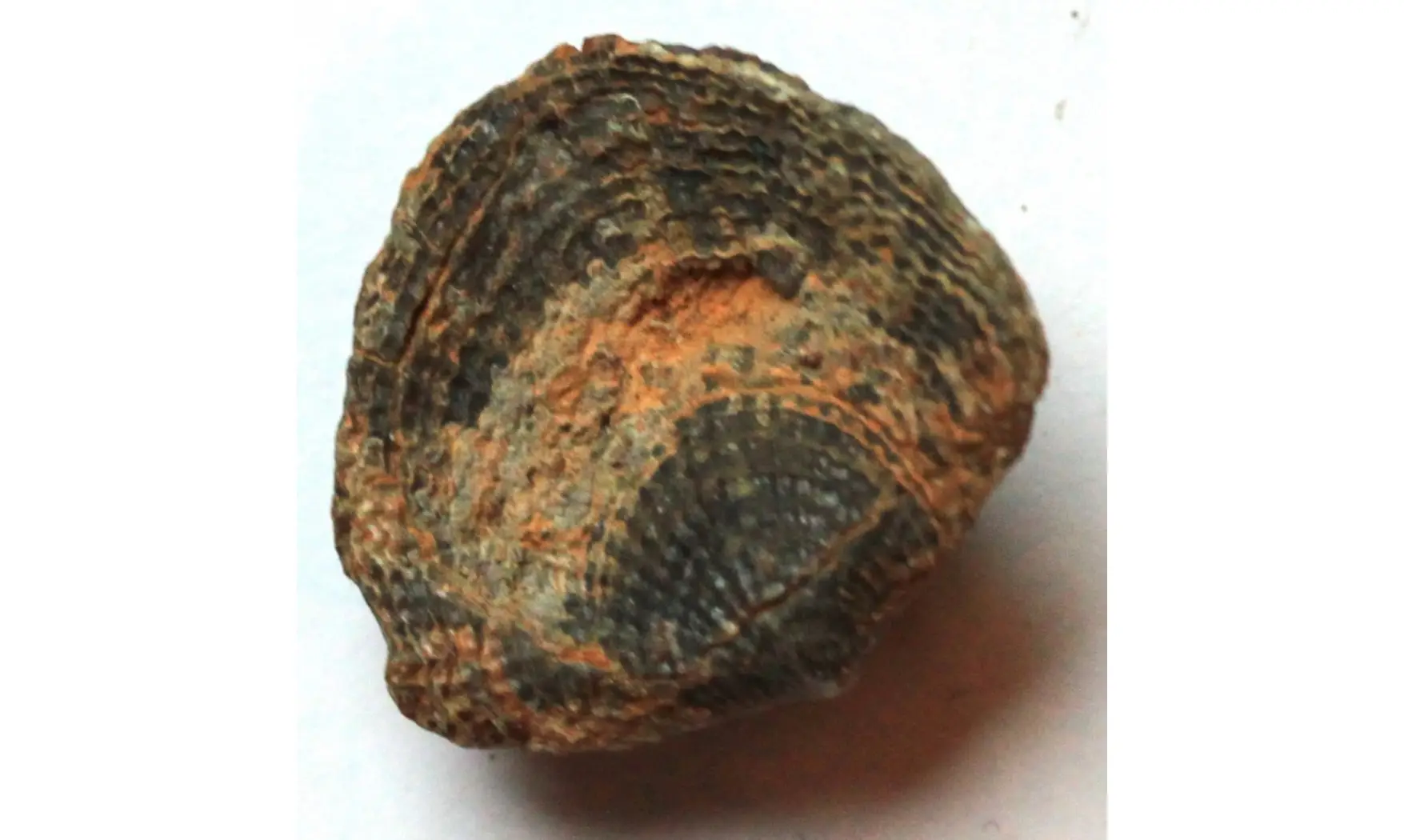 SPINATRYPA ASPERA