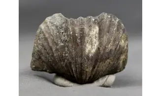 huge Platystrophia ponderosa