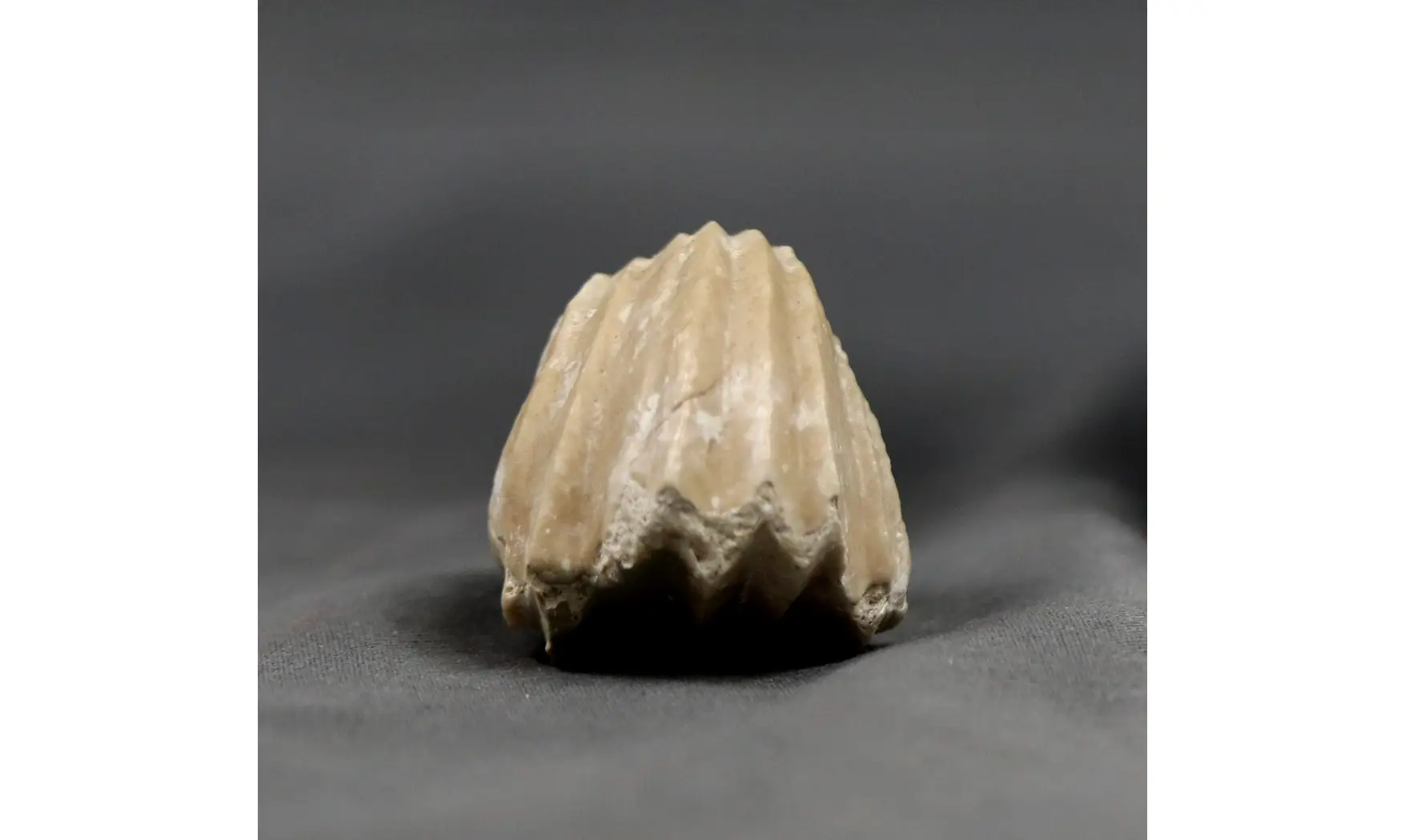 Burmirhynchia decorata