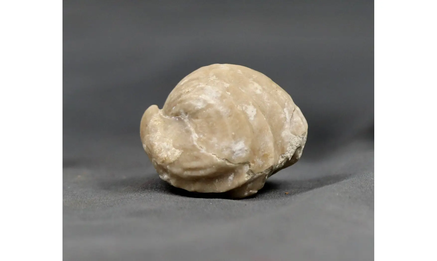 Burmirhynchia decorata
