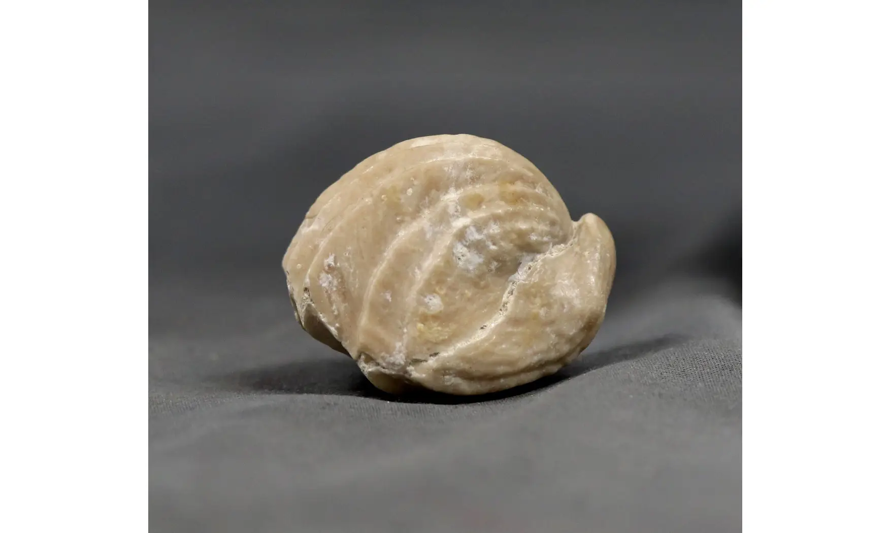 Burmirhynchia decorata