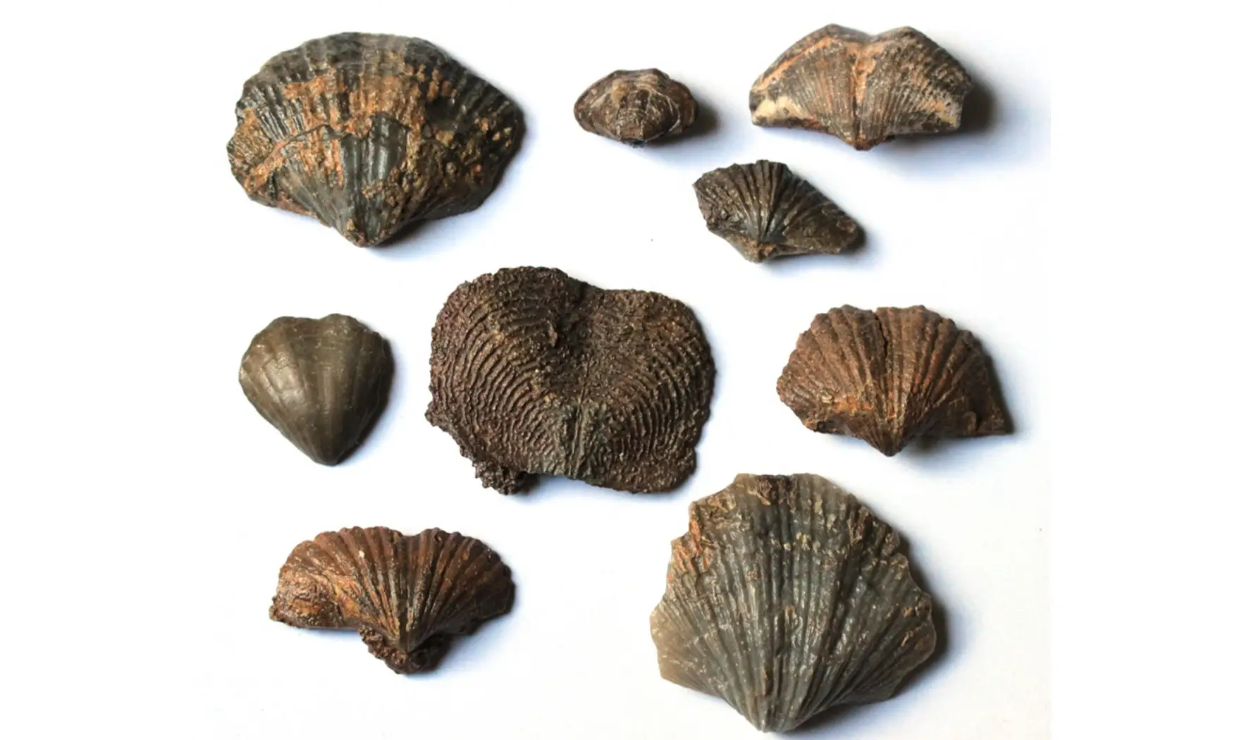 BRACHIOPOD MIX du Carbonifère