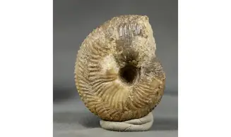 Morphoceras multiformis