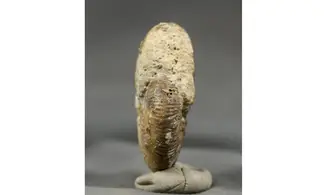 Morphoceras multiformis