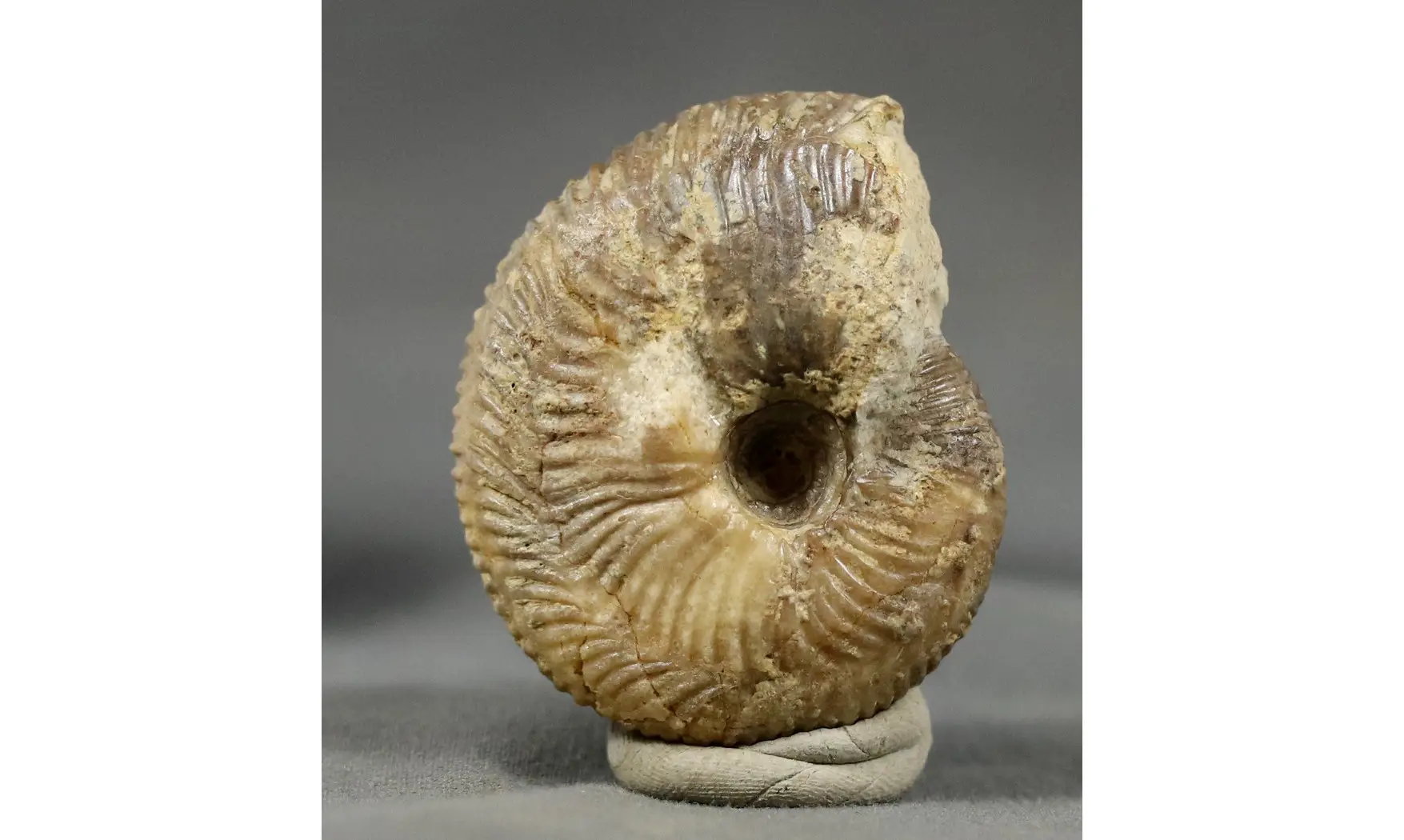 Morphoceras multiformis