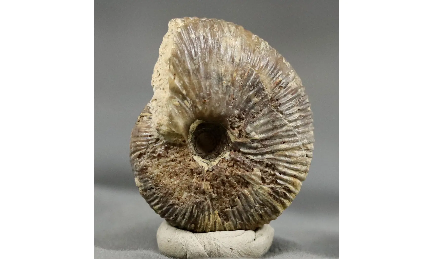 Morphoceras multiformis