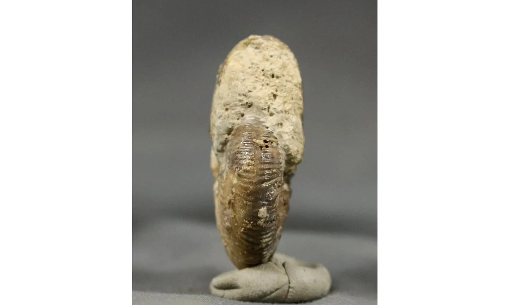 Morphoceras multiformis