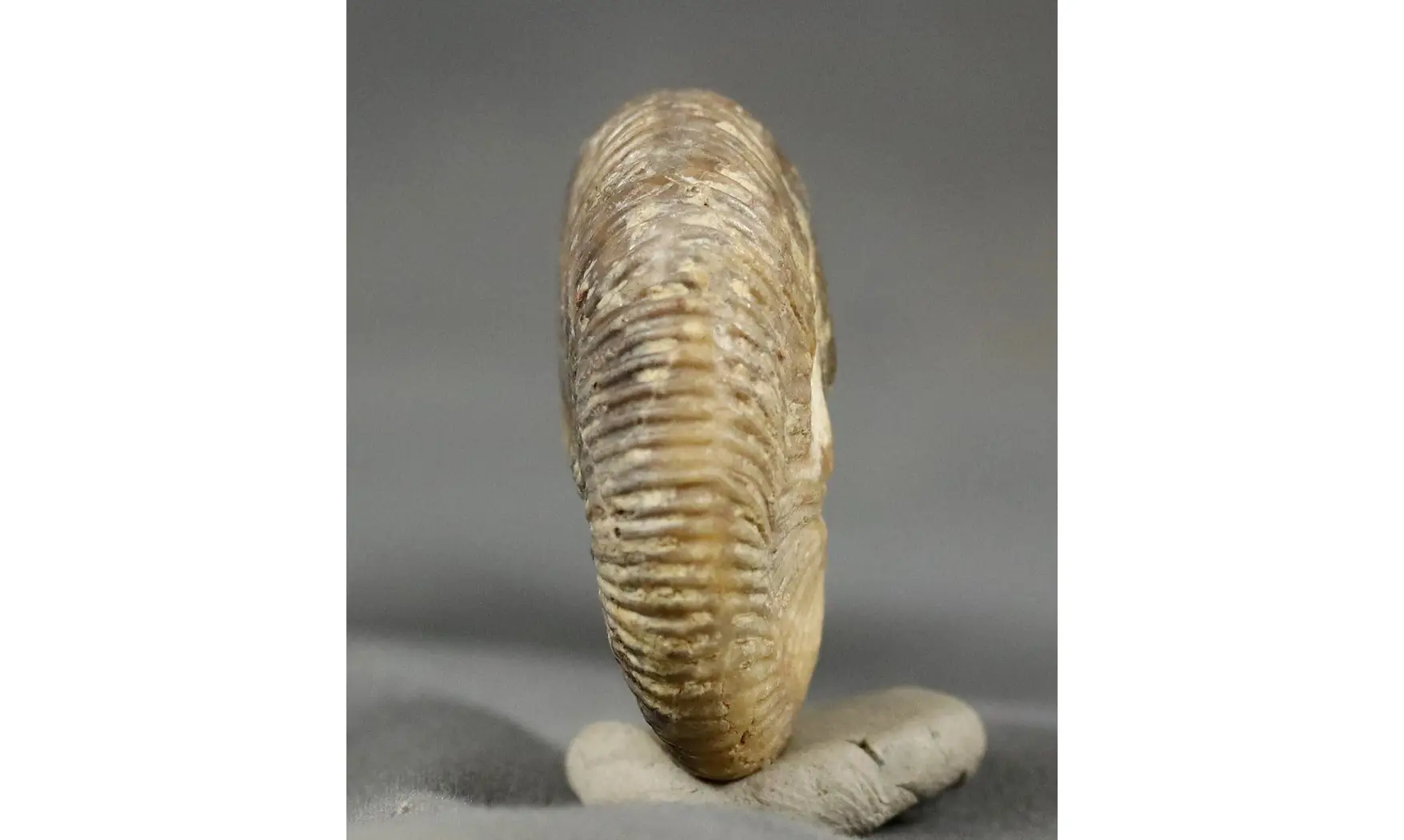 Morphoceras multiformis