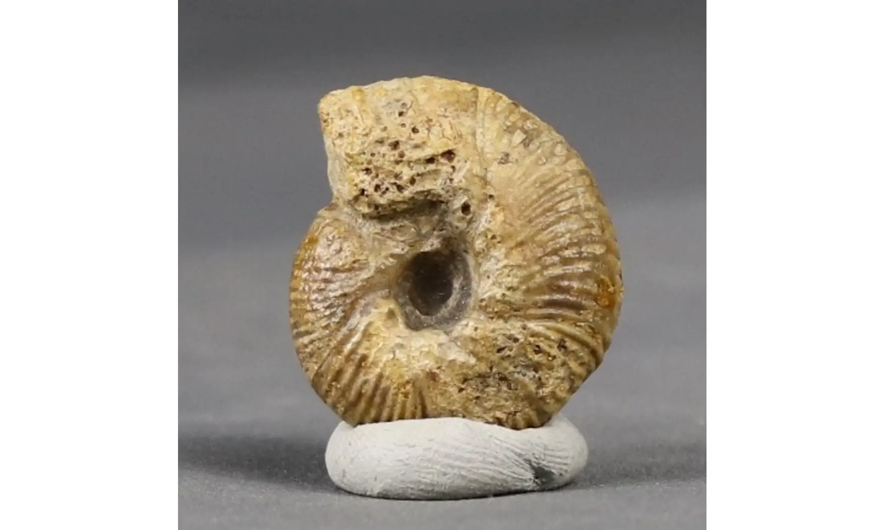 Morphoceras multiformis