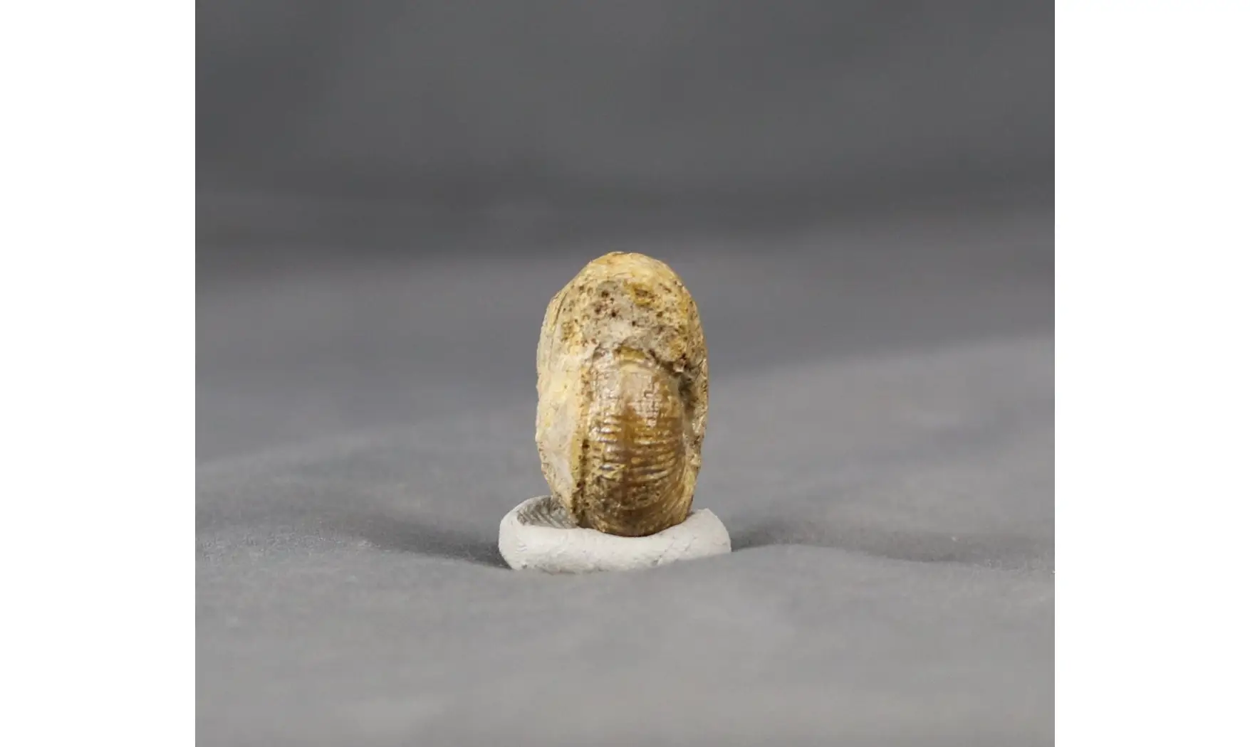 Morphoceras multiformis
