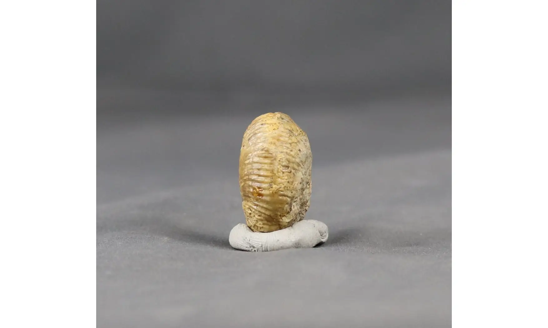 Morphoceras multiformis