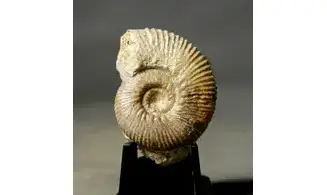 Ebrayiceras jactatum