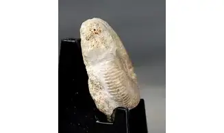 Ebrayiceras jactatum