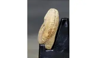 Ebrayiceras jactatum