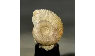 Ebrayiceras jactatum