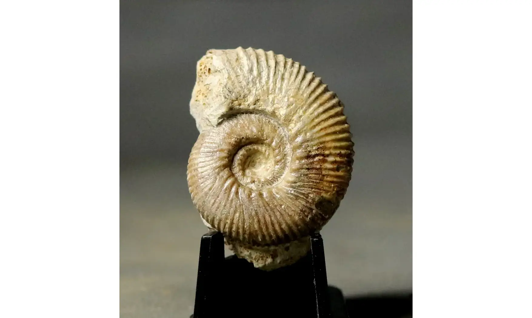 Ebrayiceras jactatum
