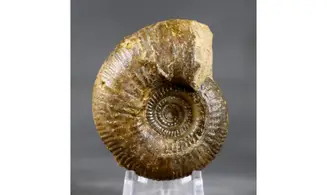 Procerozigzag pseudoprocerum