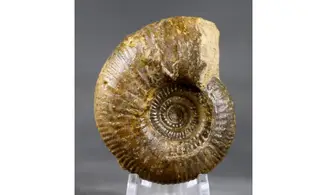 Procerozigzag pseudoprocerum