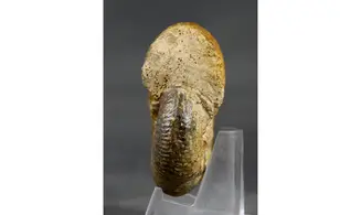 Procerozigzag pseudoprocerum