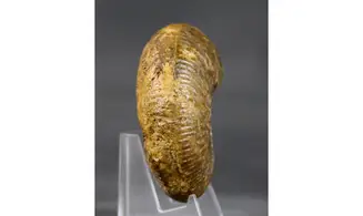 Procerozigzag pseudoprocerum