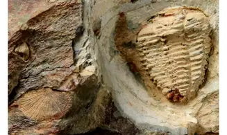 Placoparia borni
